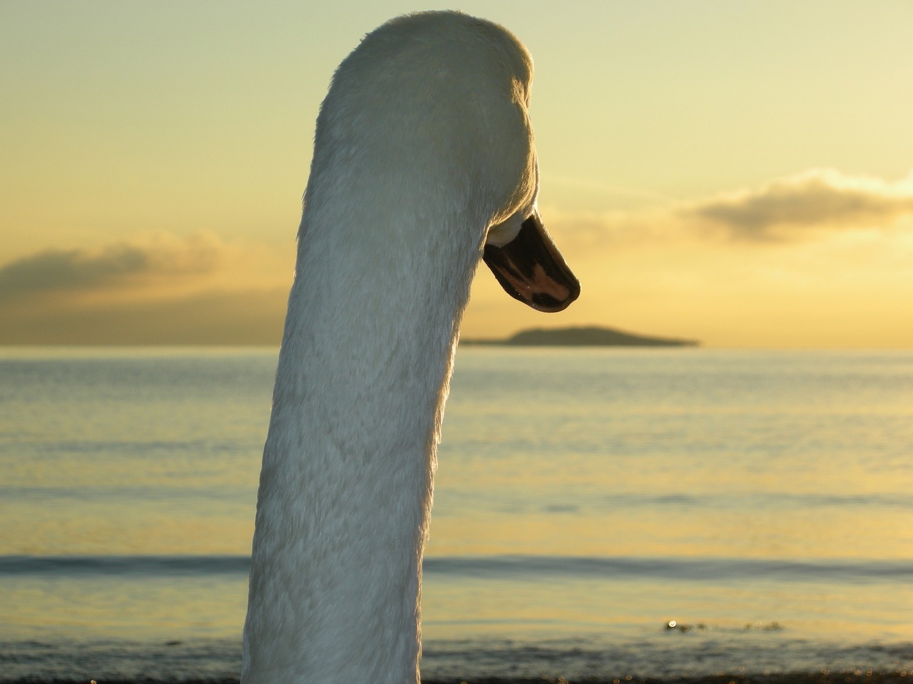 swan lonely sea free photo