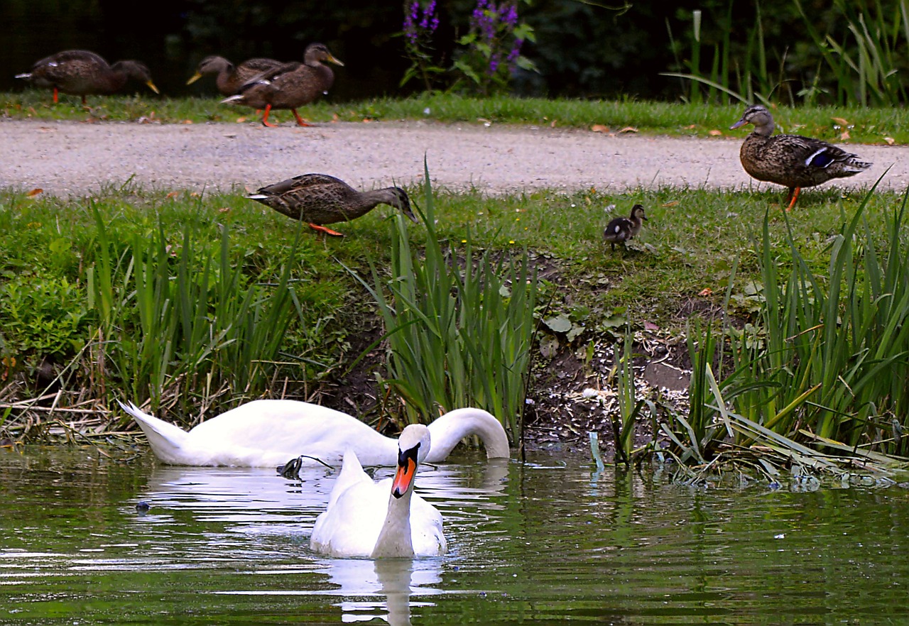 swan landscape ducks free photo