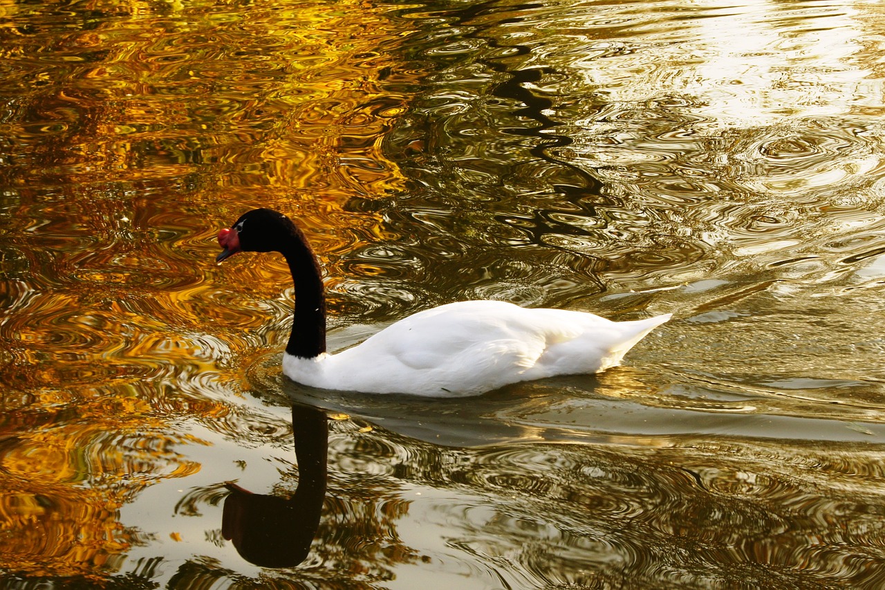 swan water autumn free photo