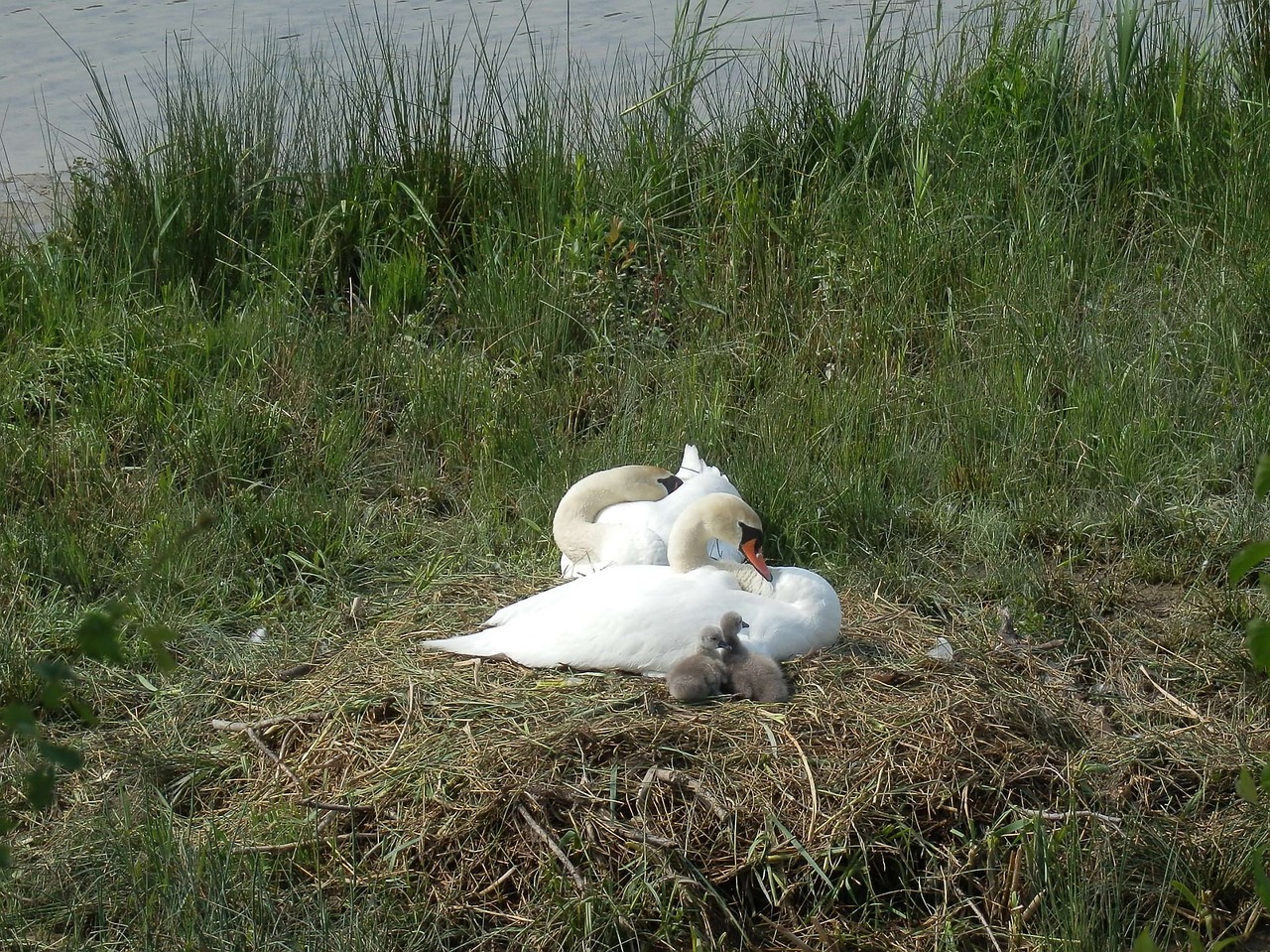 swan swans breed free photo