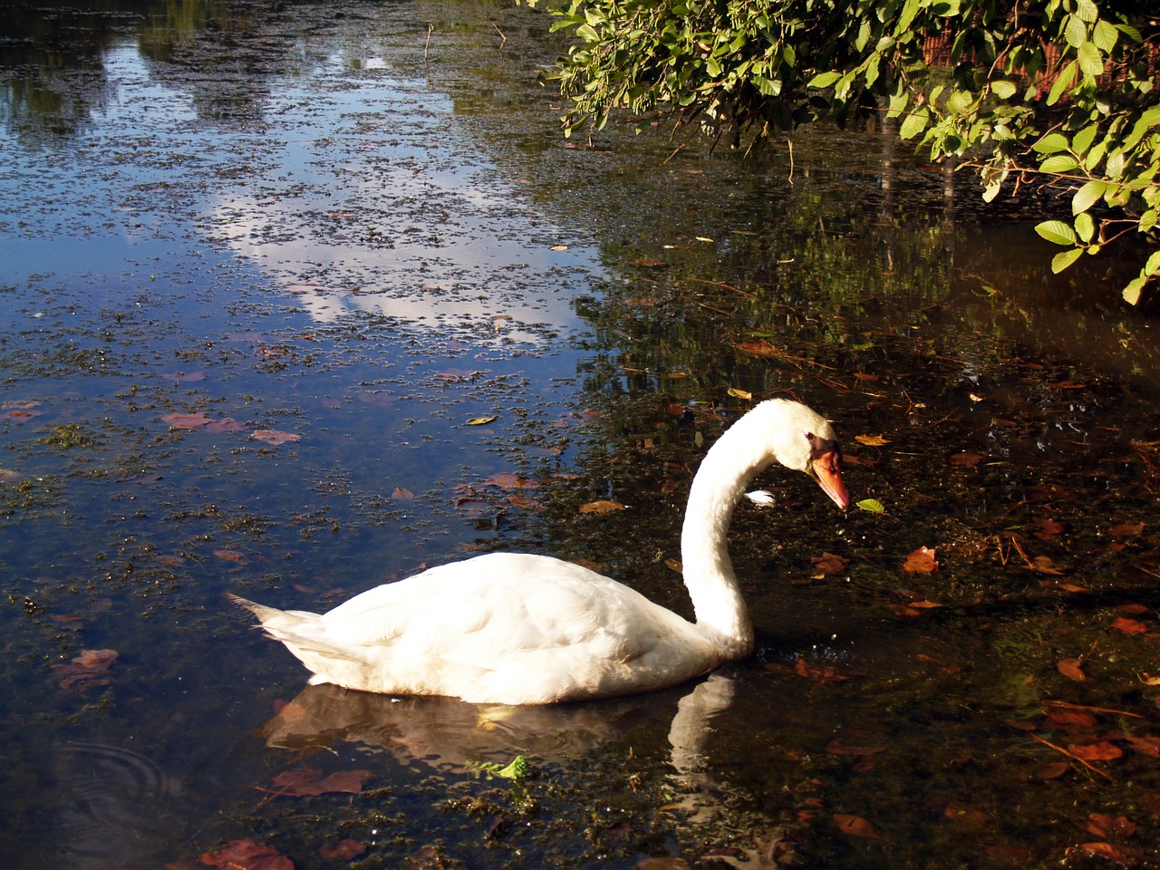 swan pond animal free photo