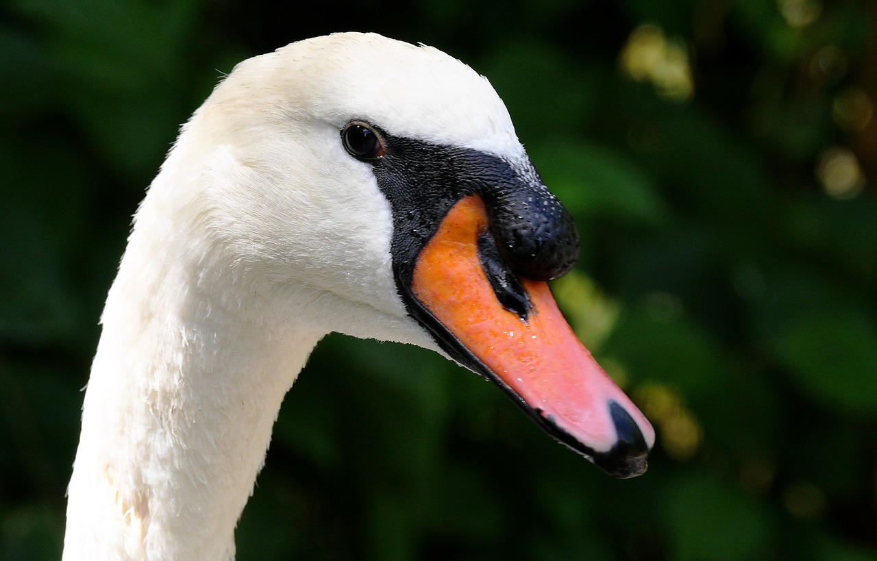 swan neck bill free photo