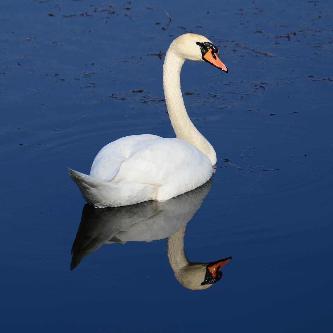 swan dumb poland free photo