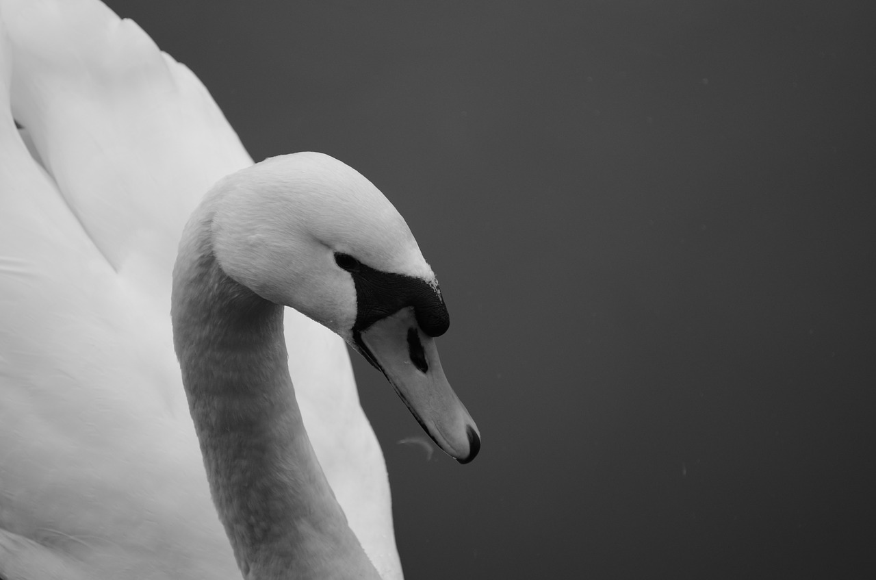 swan lake waters free photo