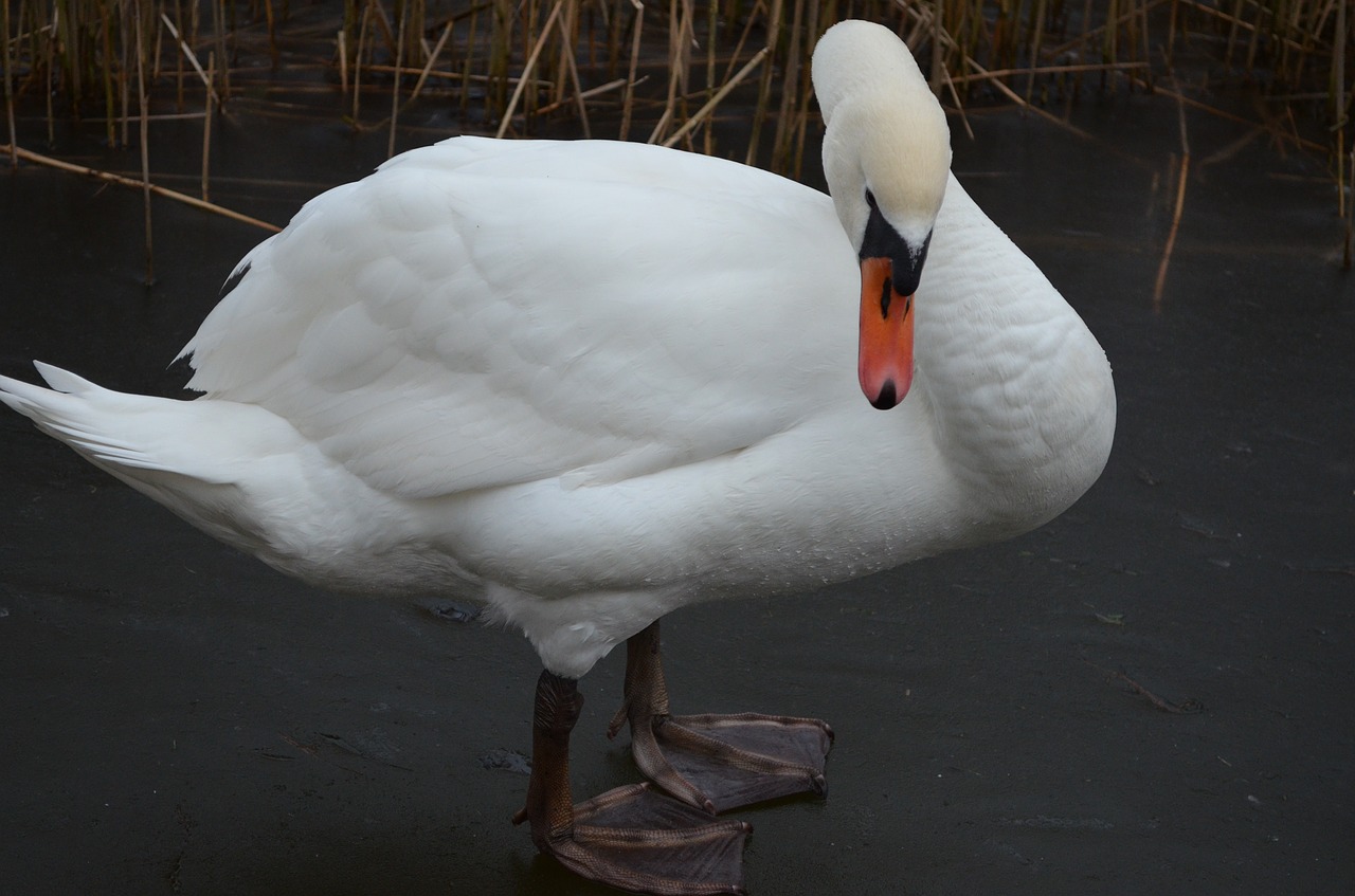 swan mute swan lake free photo