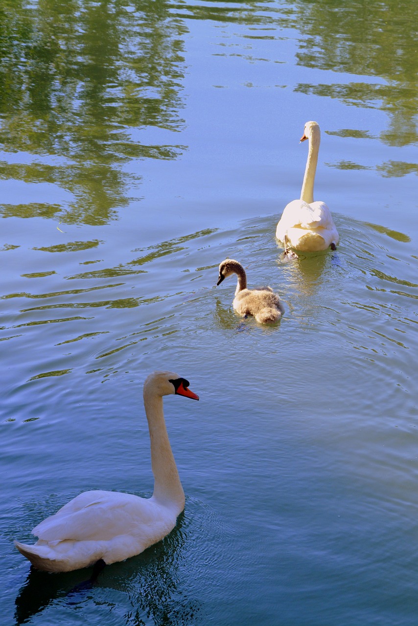 swan family lake free photo
