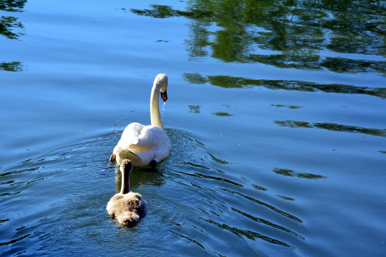 swan family lake free photo