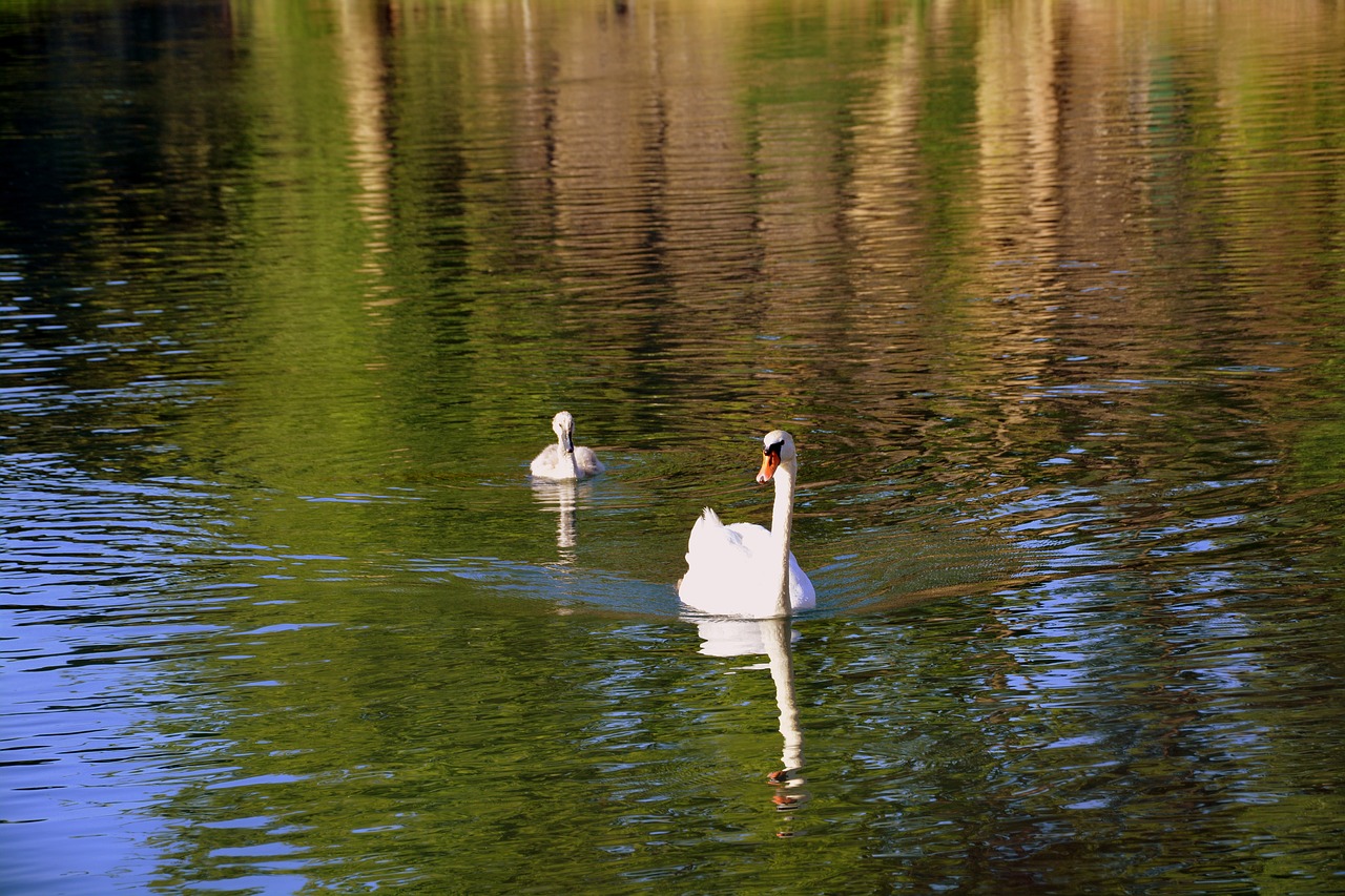 swan mom puppy free photo