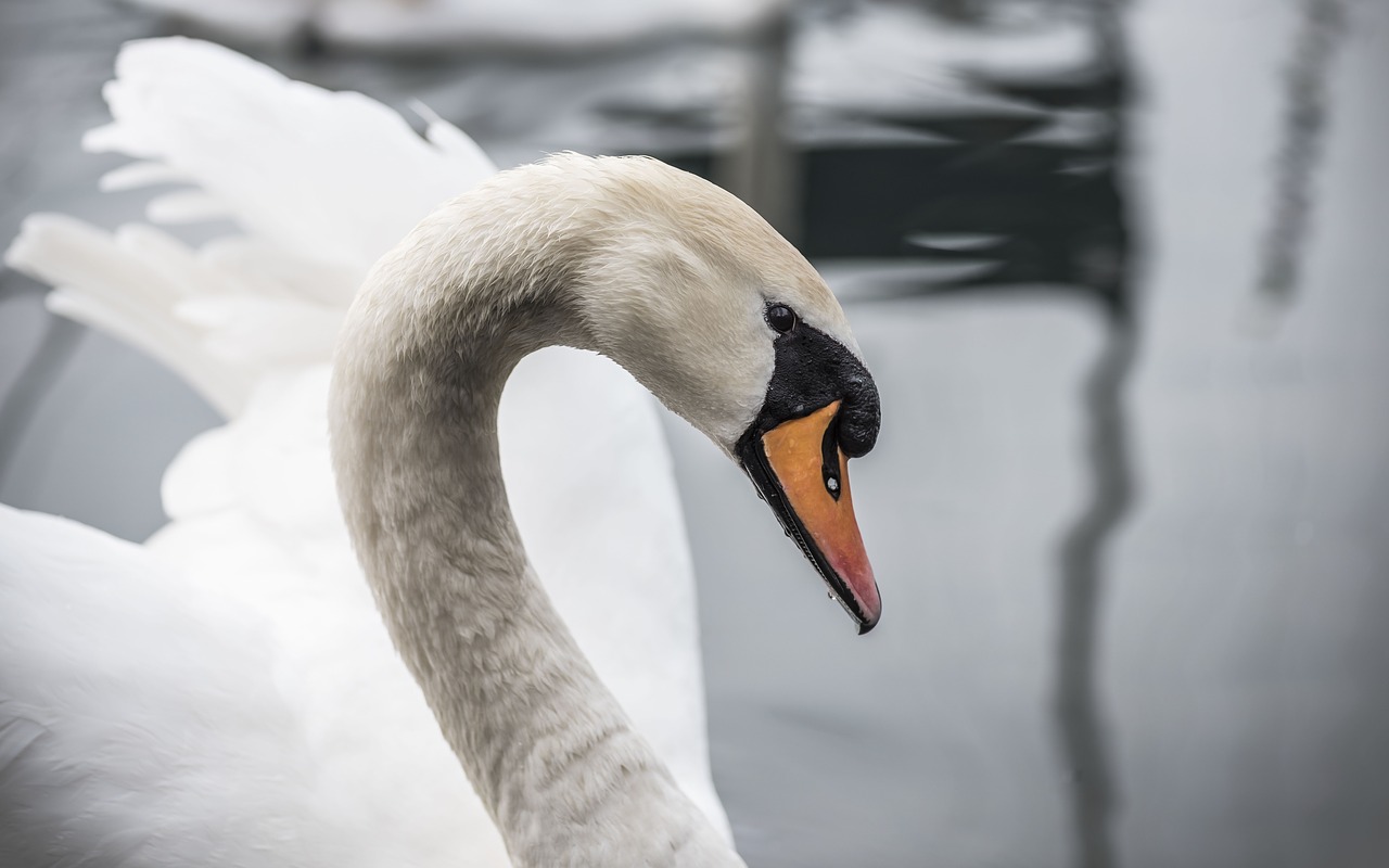 swan duck white free photo