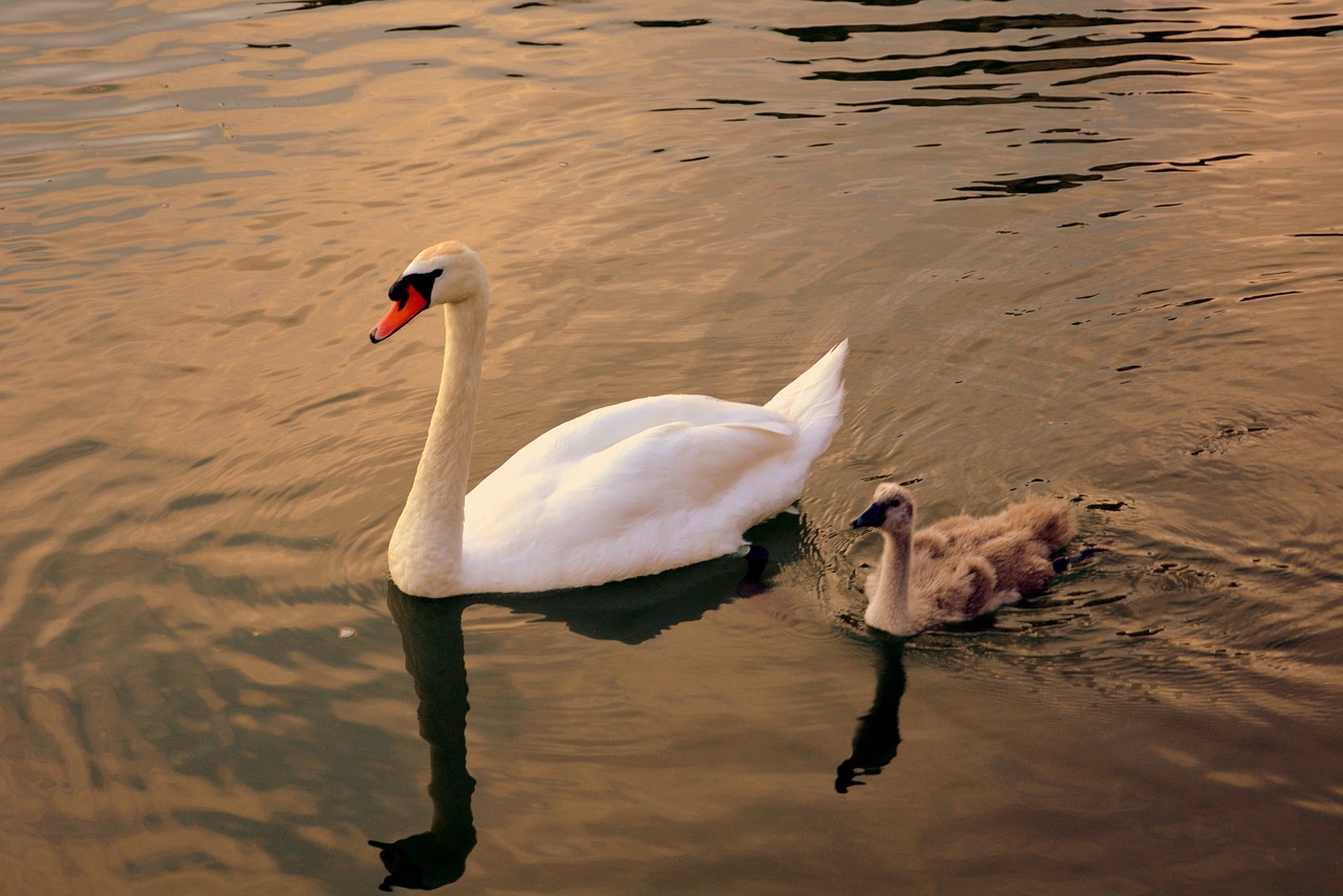 swan mom puppy free photo