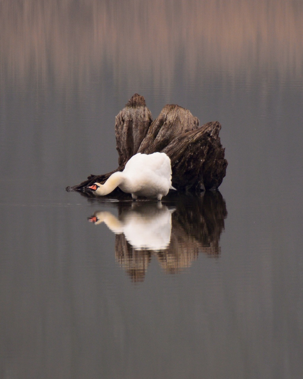 swan rhizome water free photo