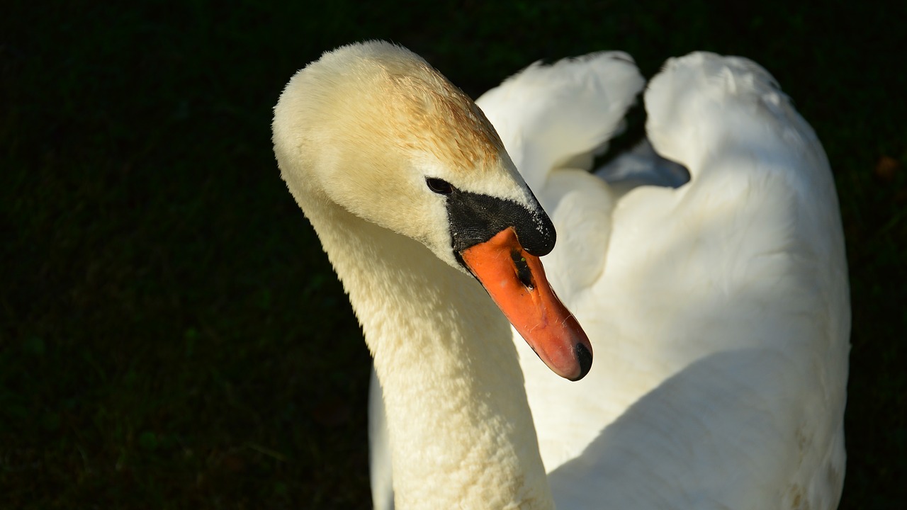 swan portrait summer free photo