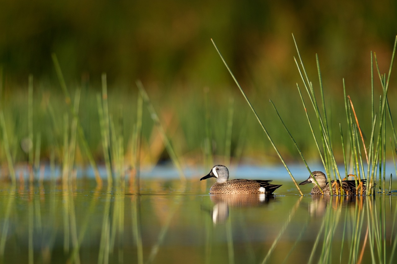 swan beak bird free photo