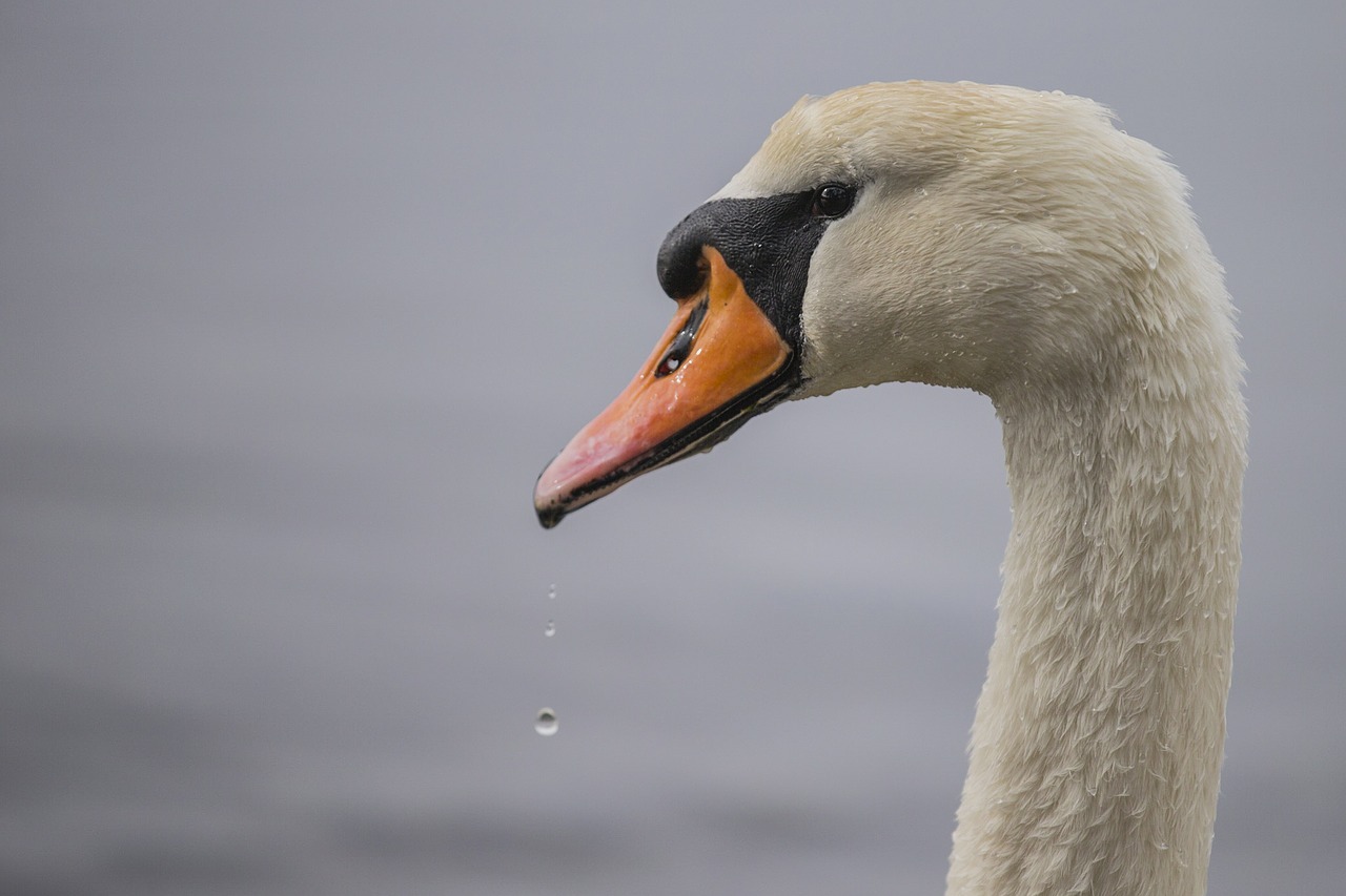 swan beak white free photo