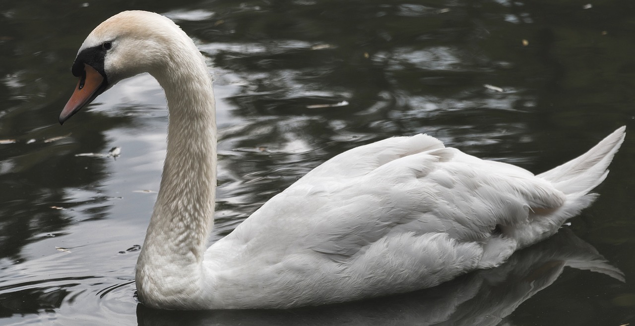 swan park water free photo