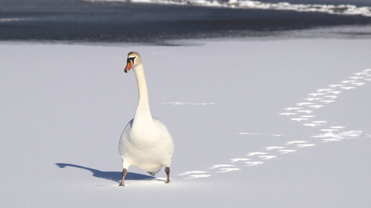 swan duck white free photo