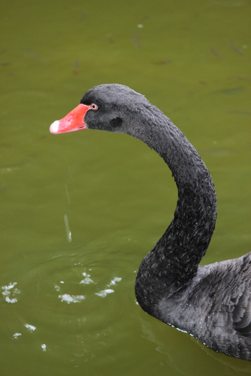 swan black swan bird free photo