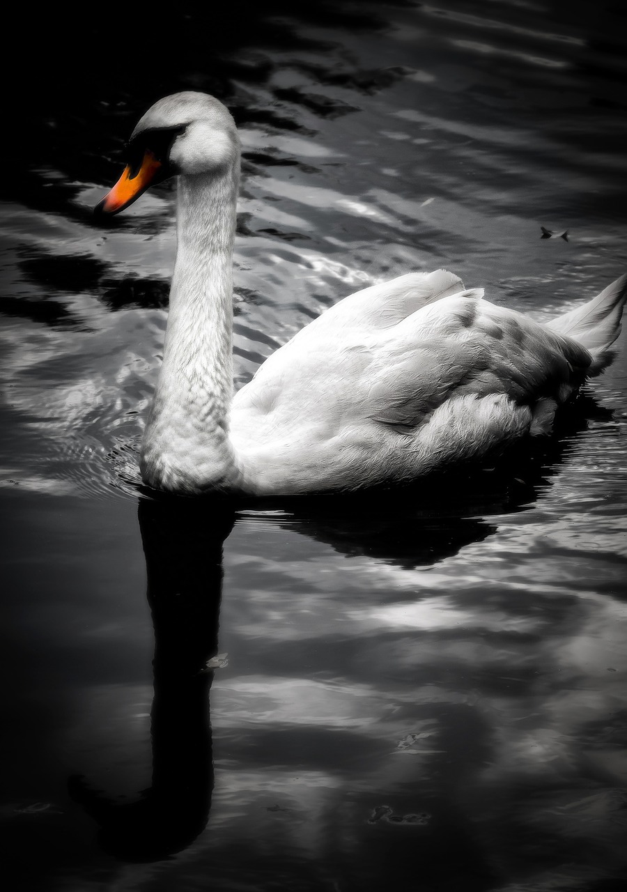 swan river park free photo