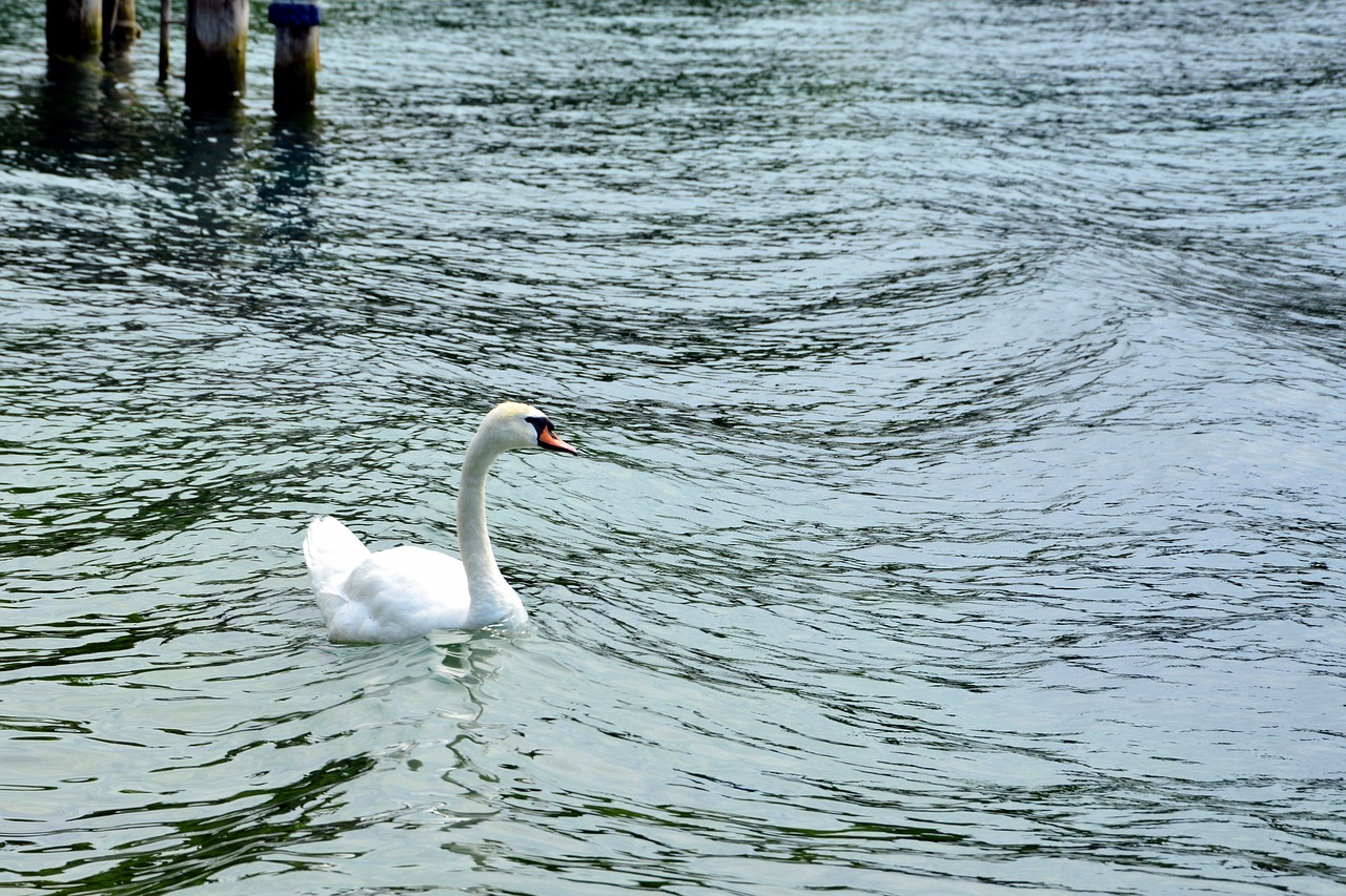 swan water choppy free photo
