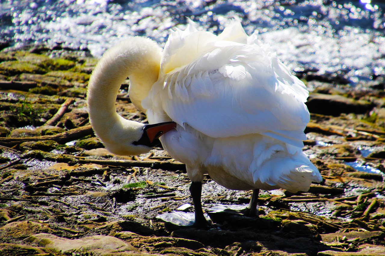 swan nature bird free photo