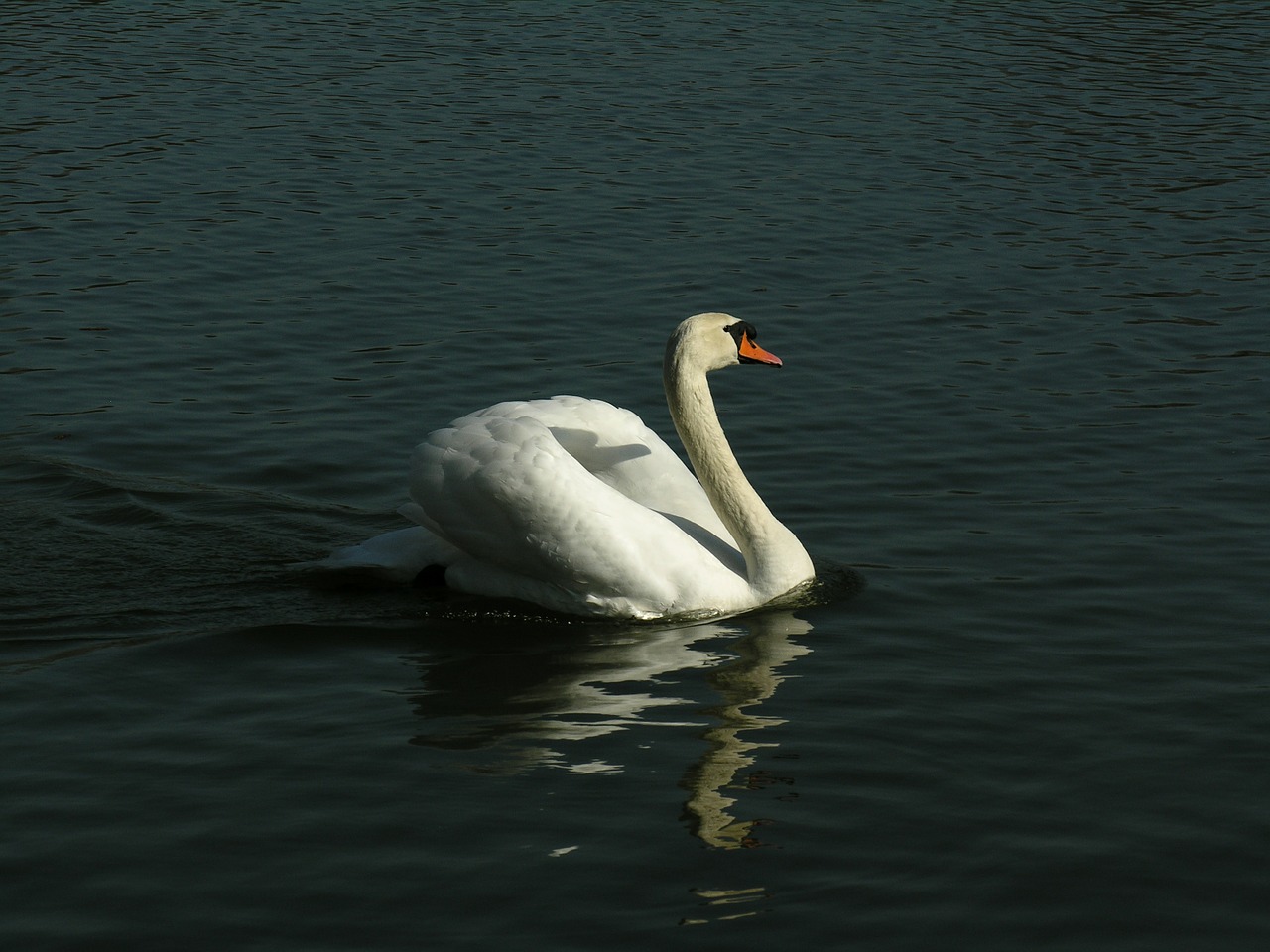 swan animal waters free photo