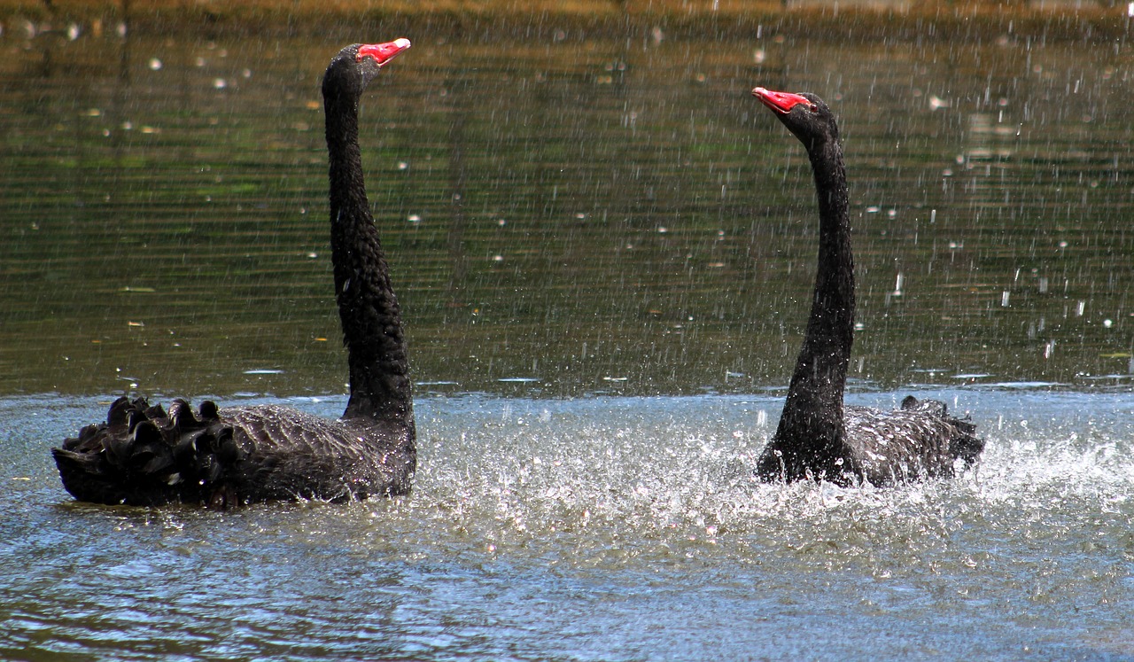 swan black swans birds free photo