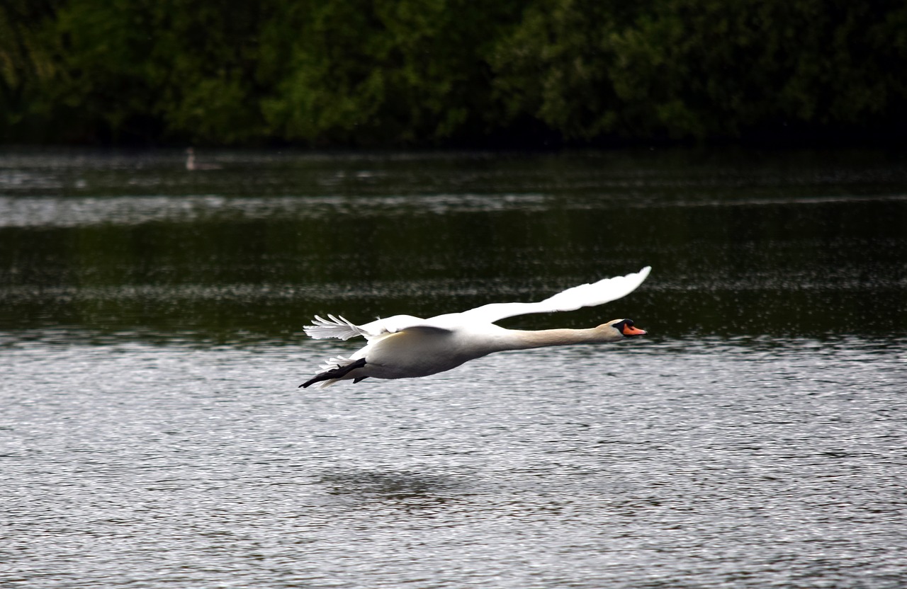 swan flight fly free photo