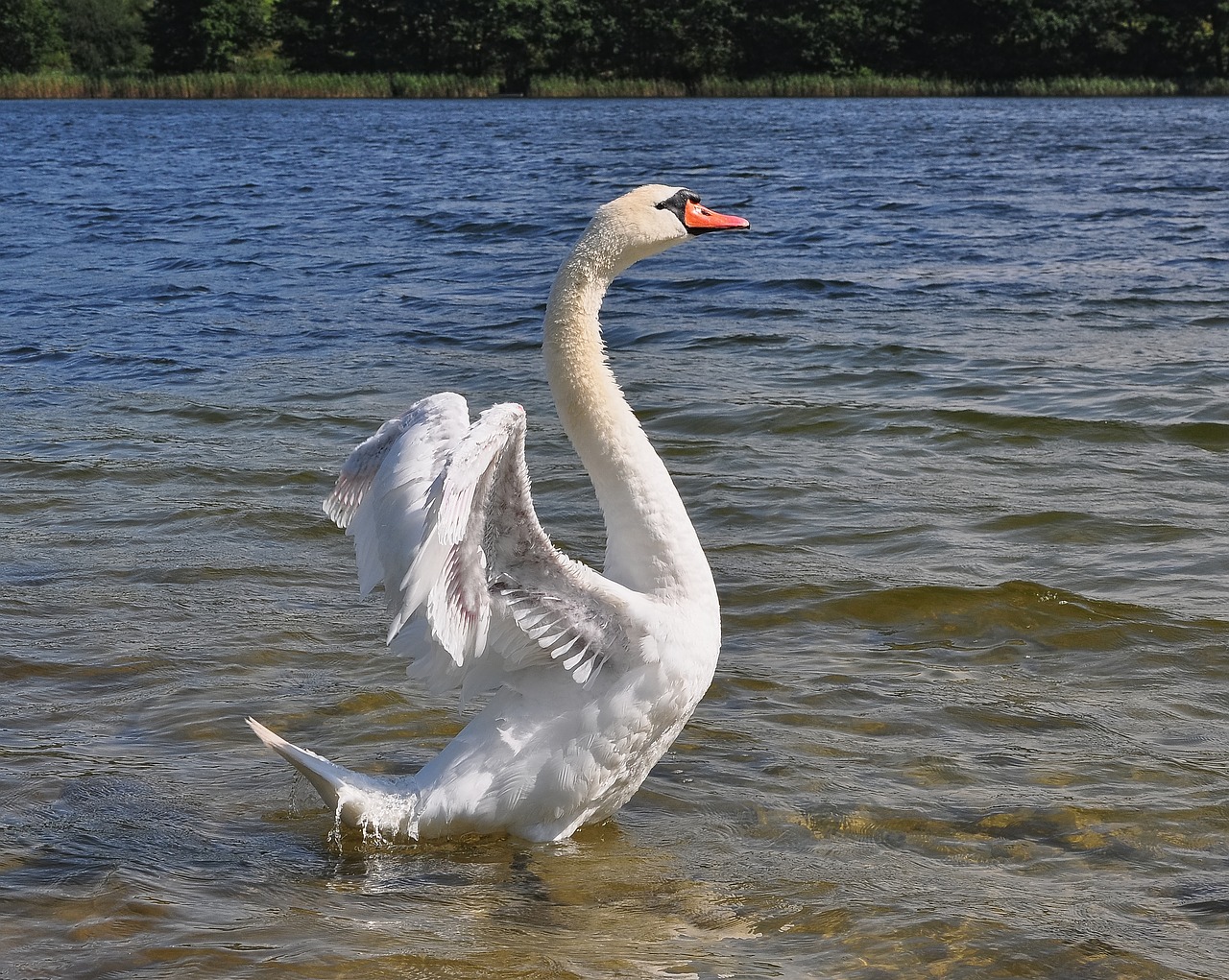 swan bird outside free photo