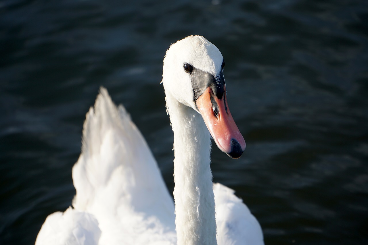 swan water swans free photo