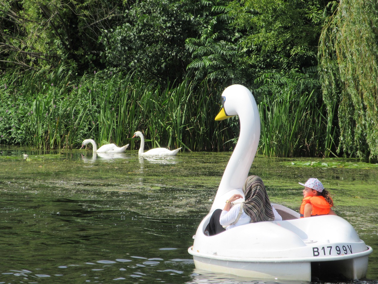 swan boot water free photo