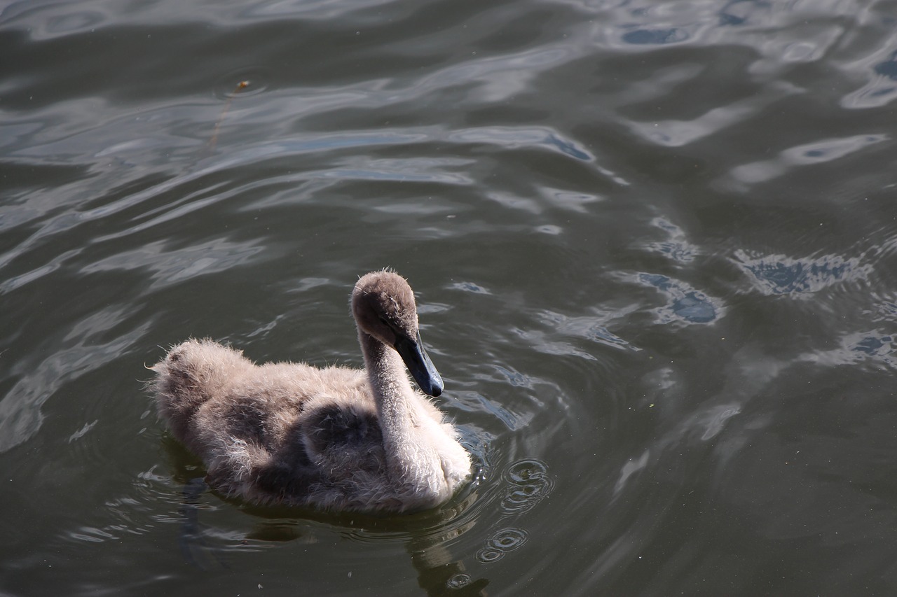 swan animal child young animals free photo