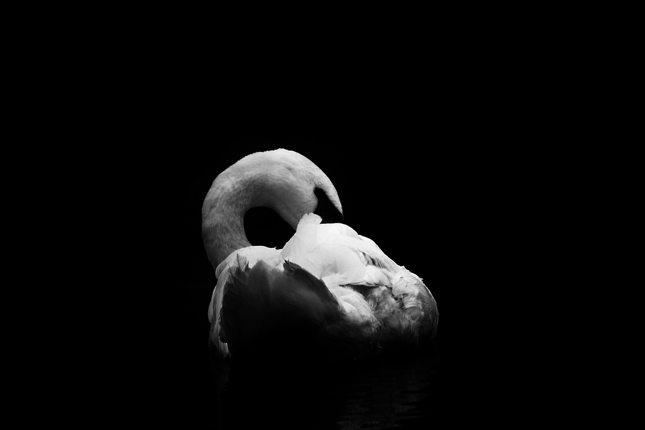 swan black and white birds free photo