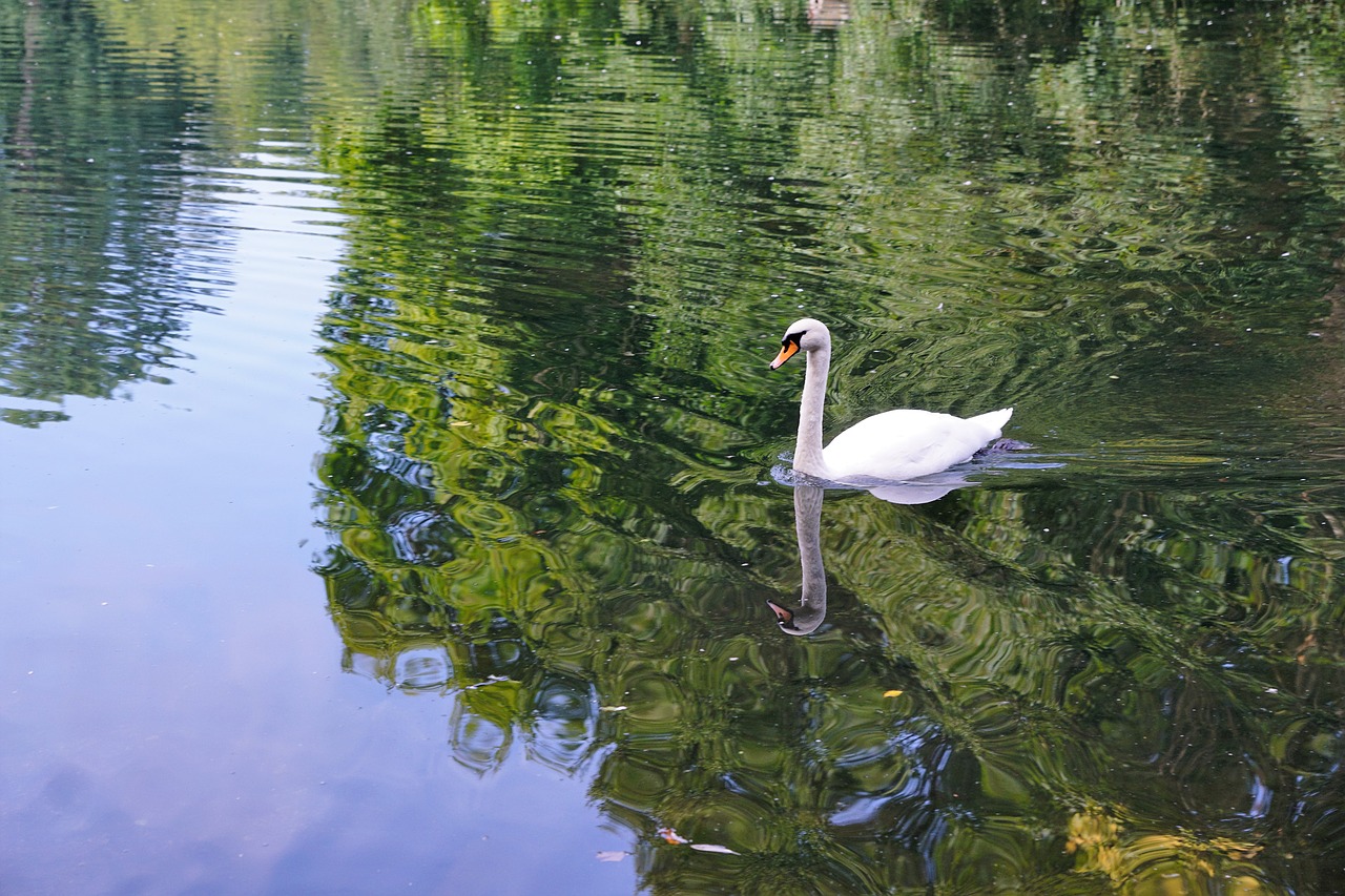 swan bird danube free photo