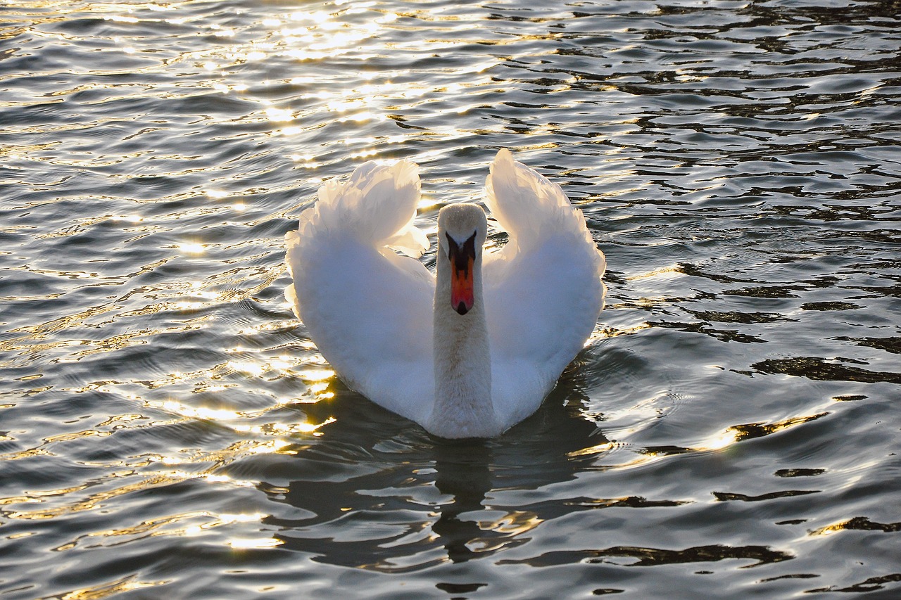 swan water lake free photo