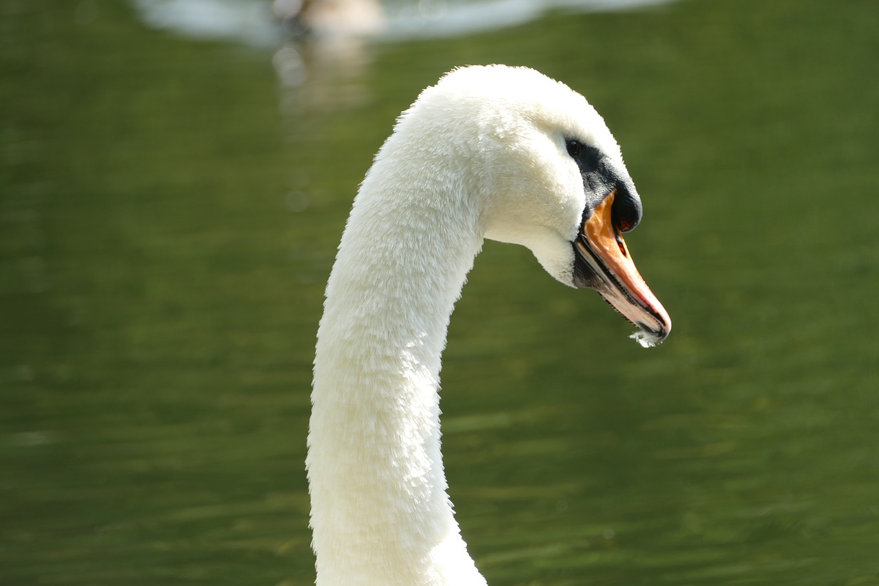 swan mute swan species free photo