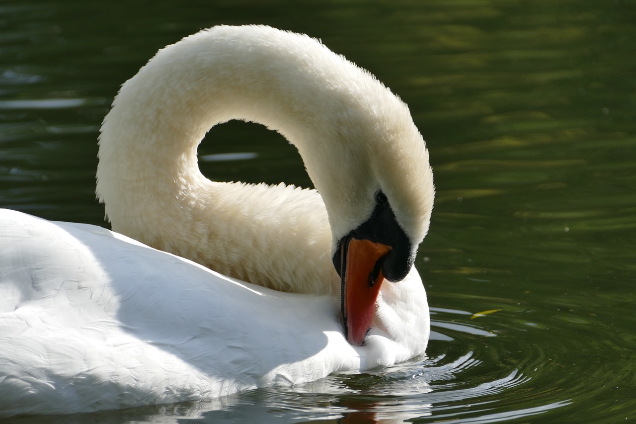 swan mute swan water bird free photo