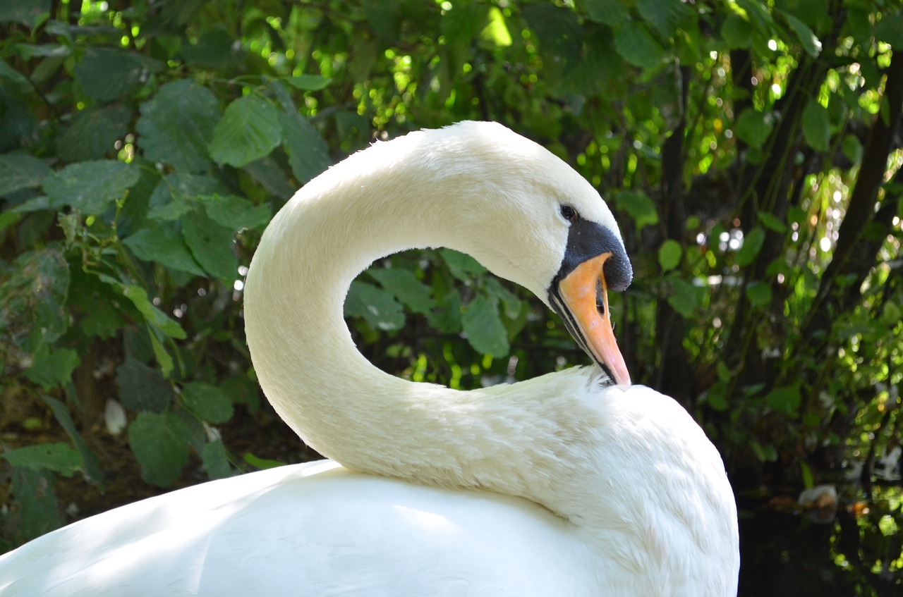 swan laguna albania free photo