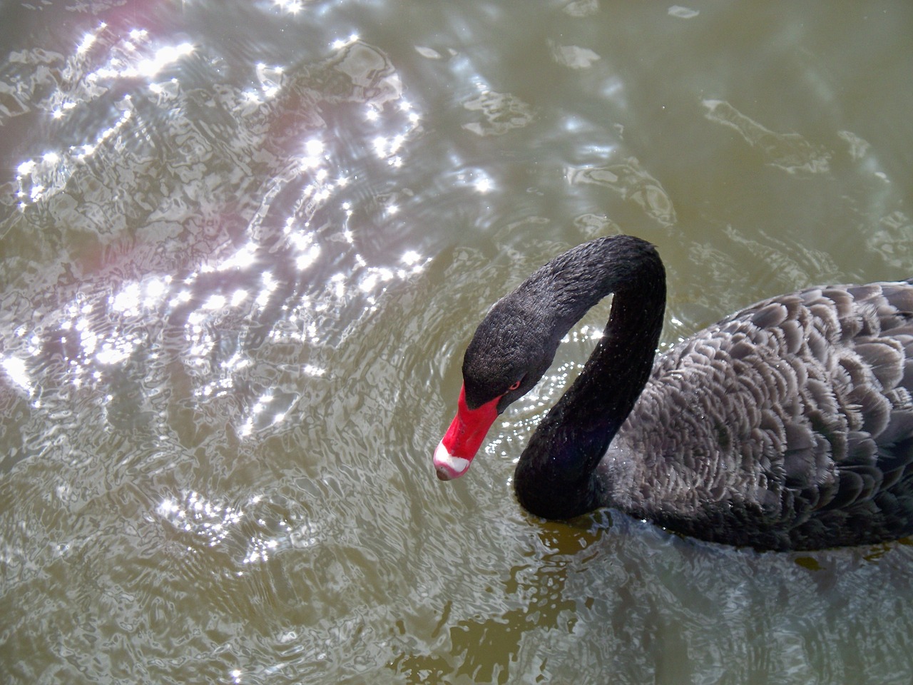 swan black australian black swan free photo