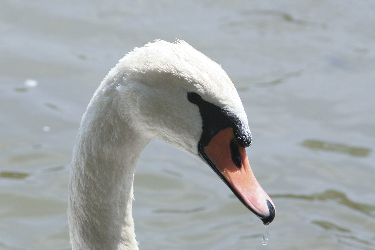 swan bird lake free photo