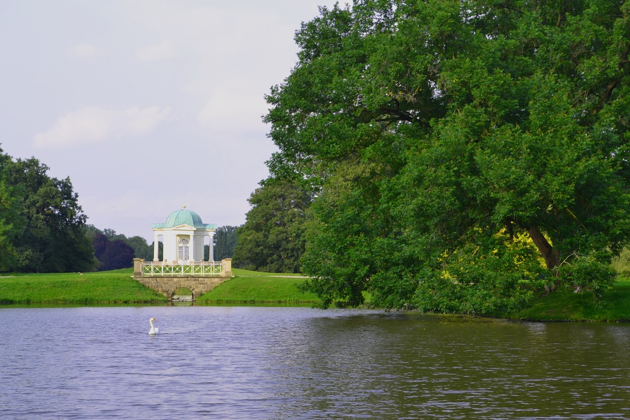 swan karlsaue kassel free photo