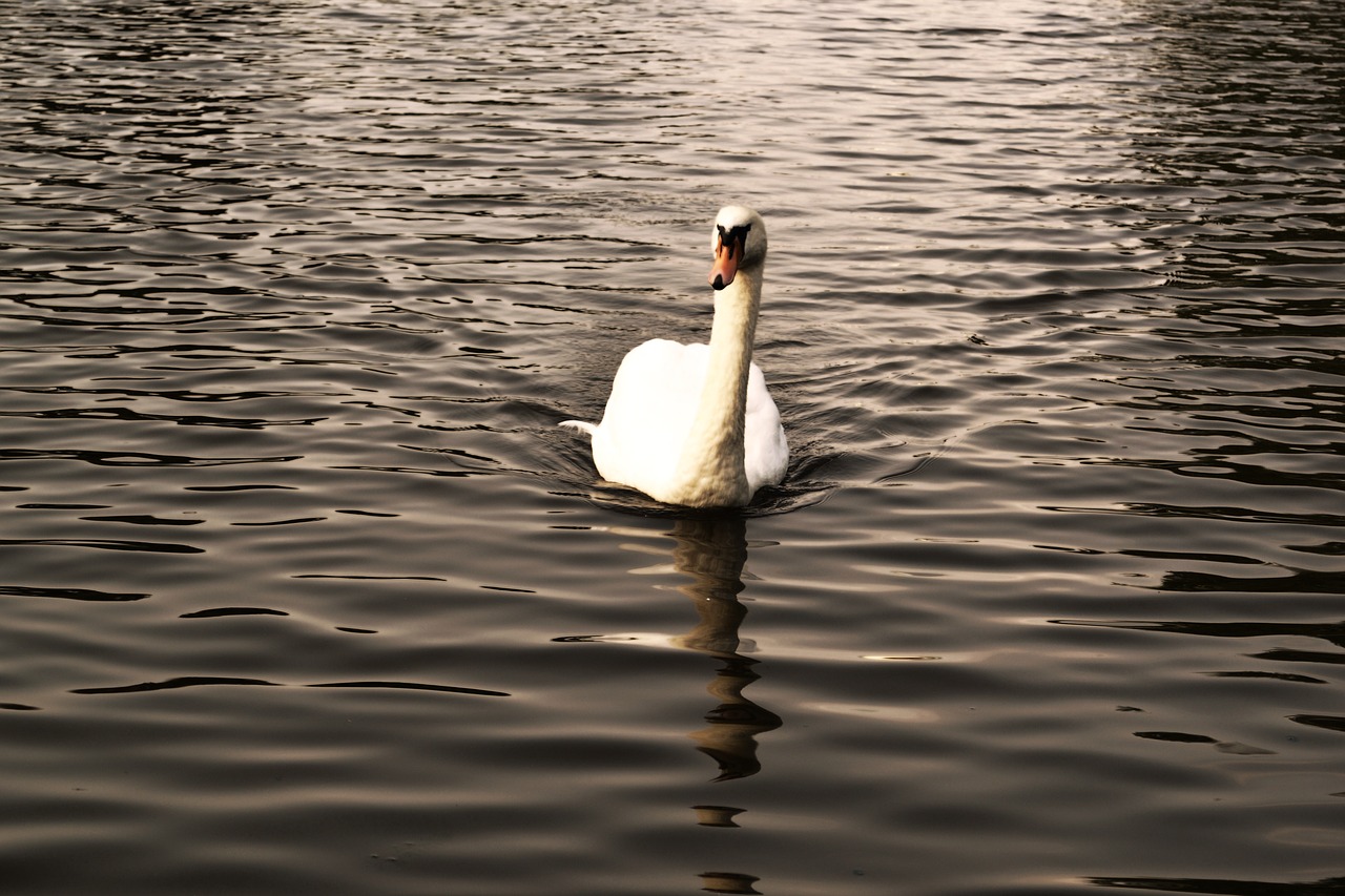 swan pond lake free photo