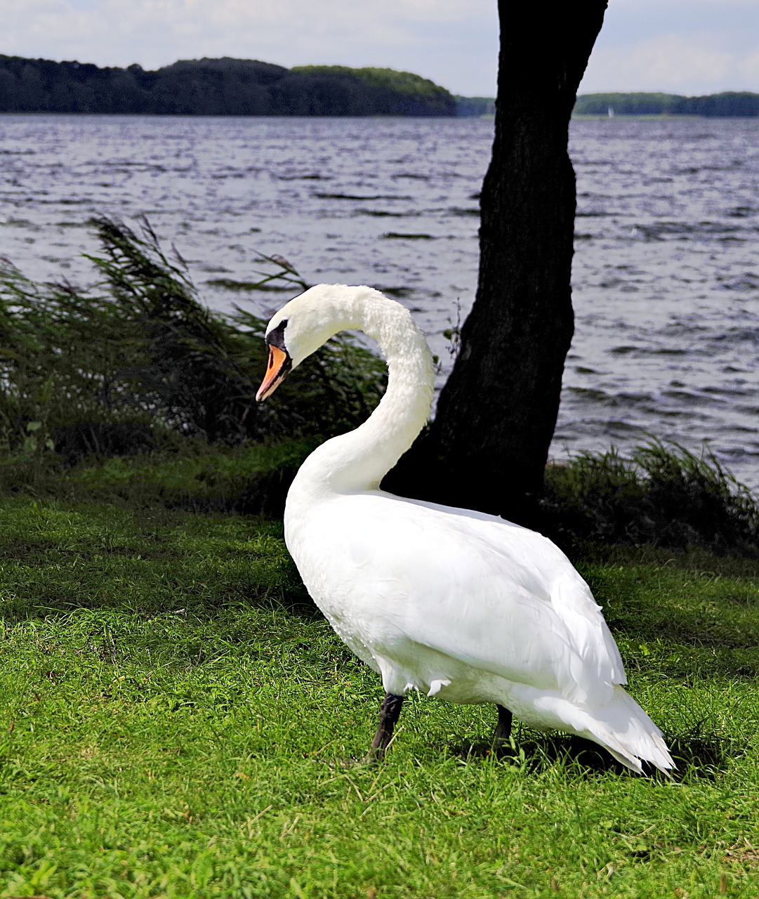 swan swans case free photo