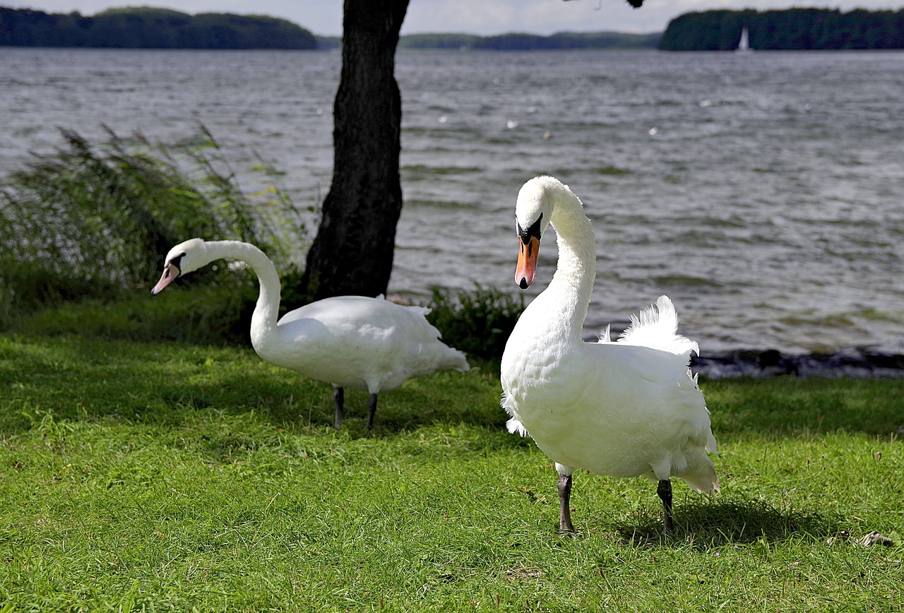 swan swans case free photo