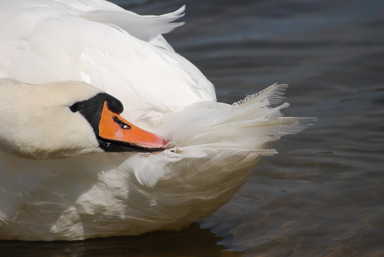 swan bird the head of the free photo