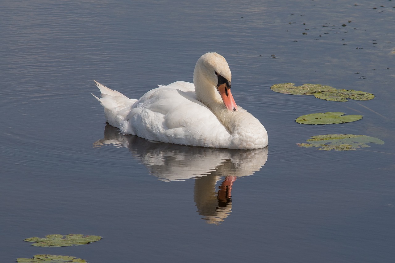 swan mirroring lake free photo