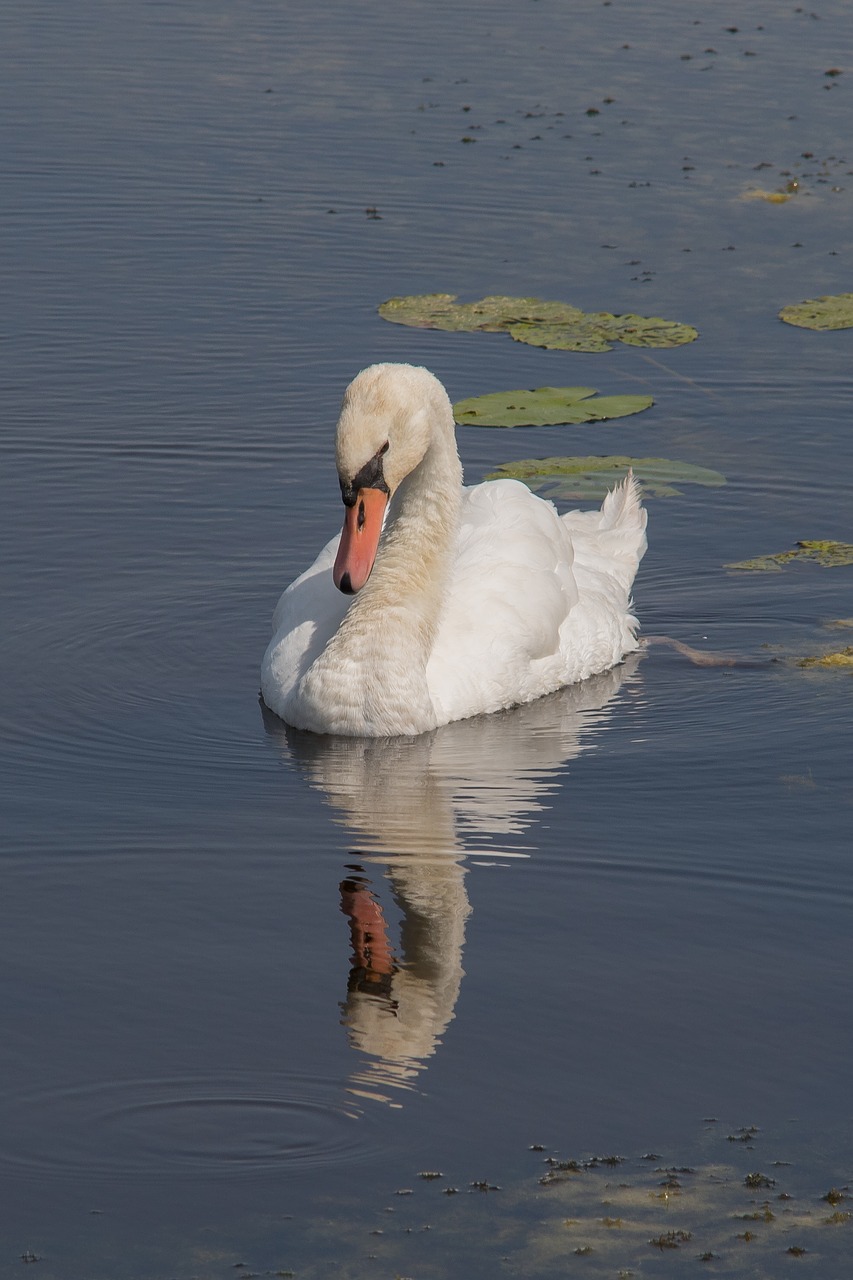 swan mirroring lake free photo