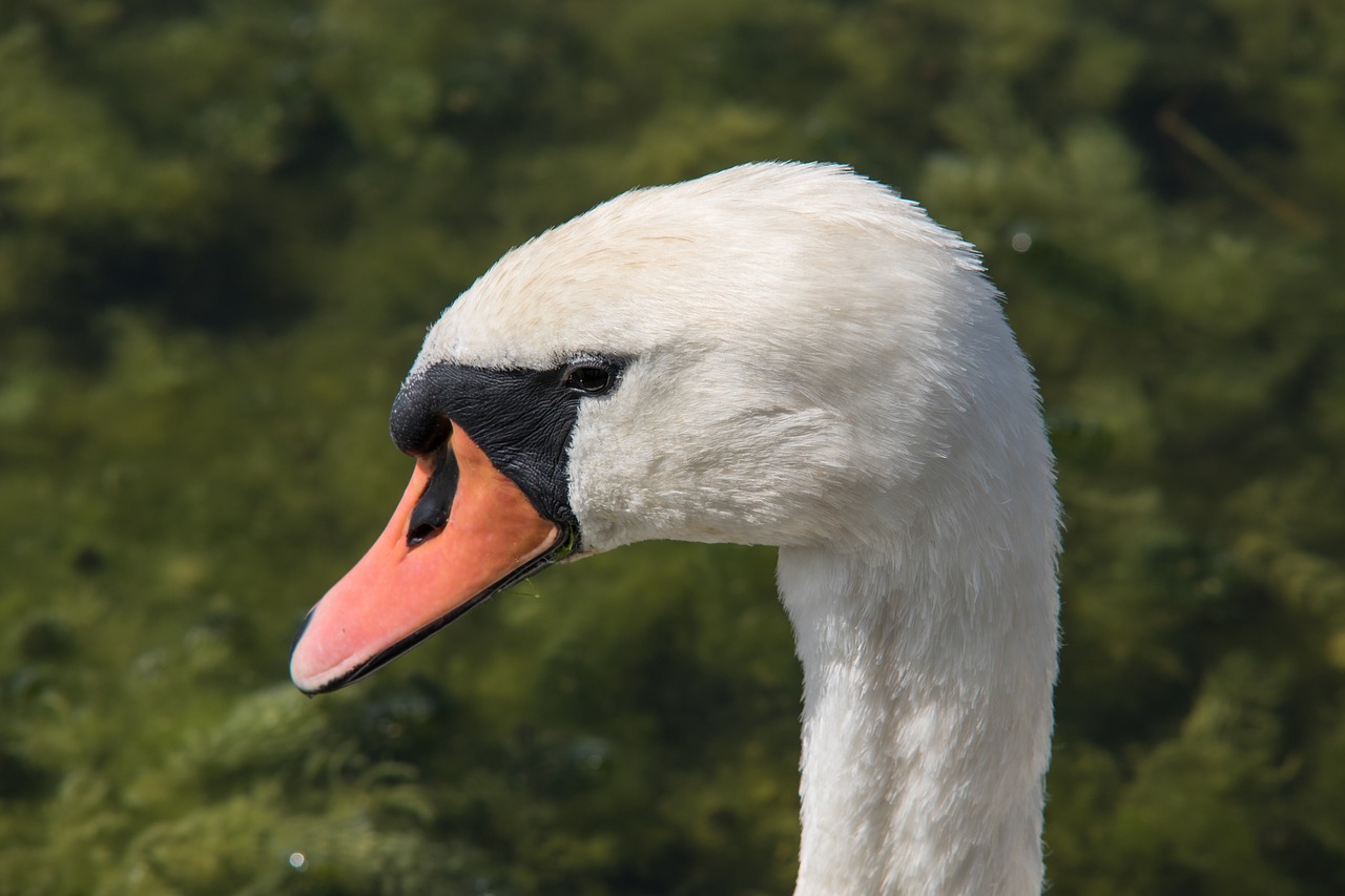 swan swan head portrait free photo