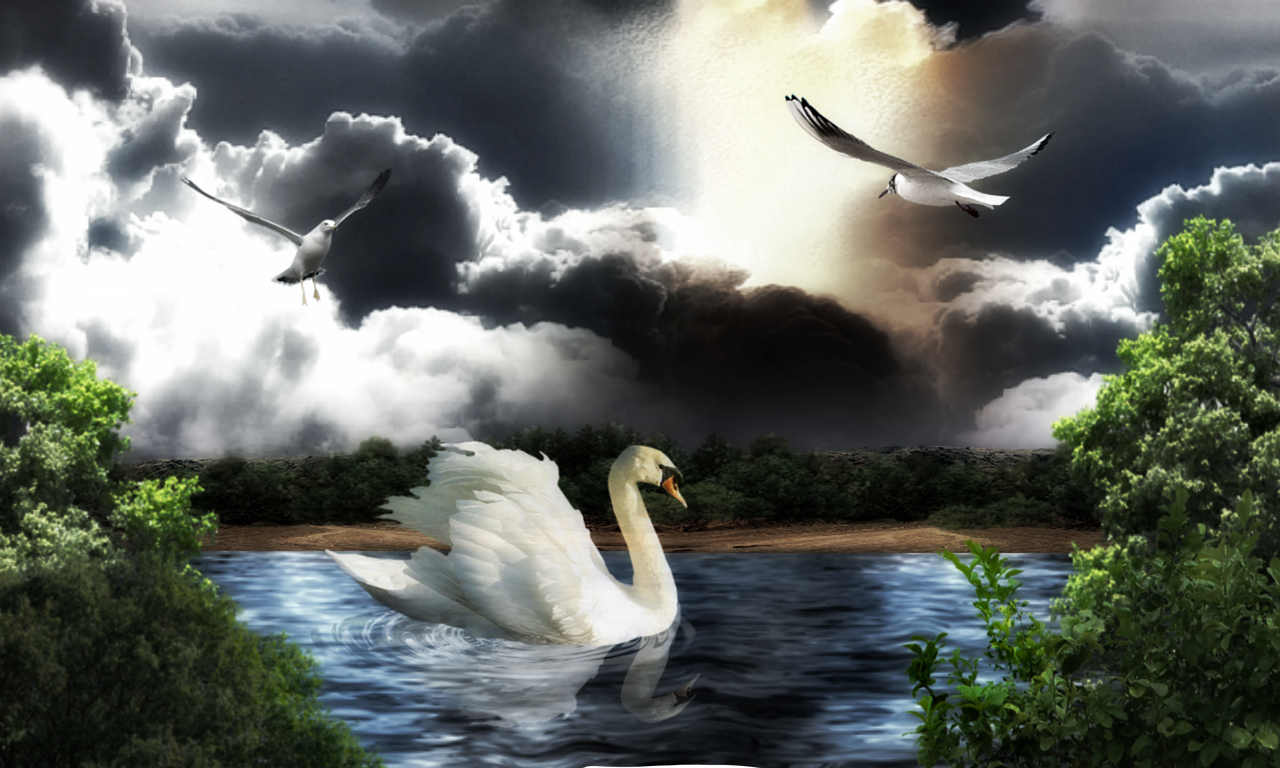 swan lake nature free photo