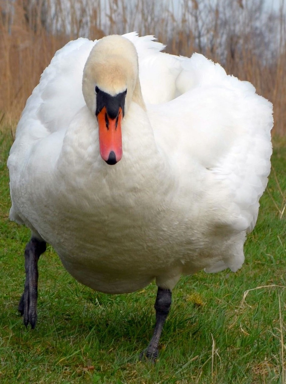 swan water bird bird free photo