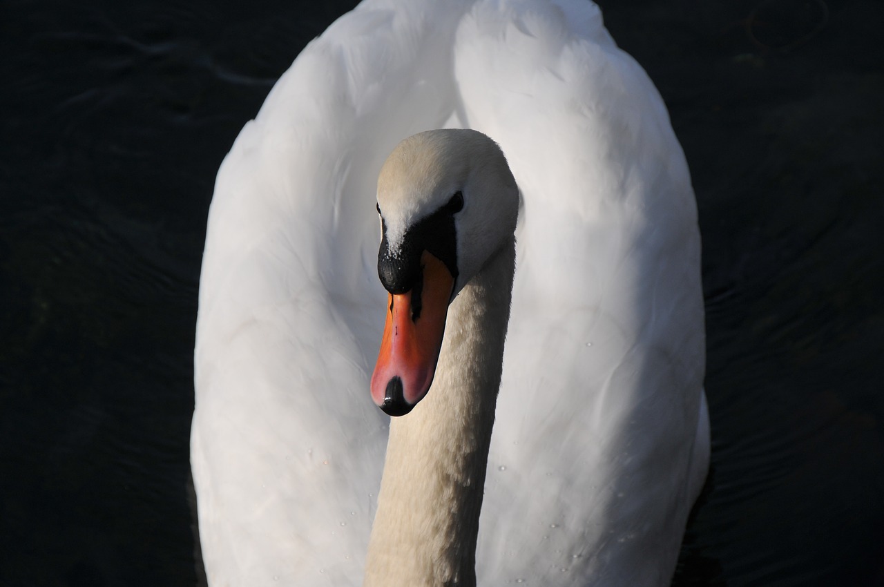 swan animal white free photo